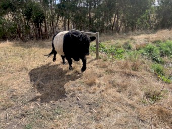 Belted Galloway bull 18 mths old 
