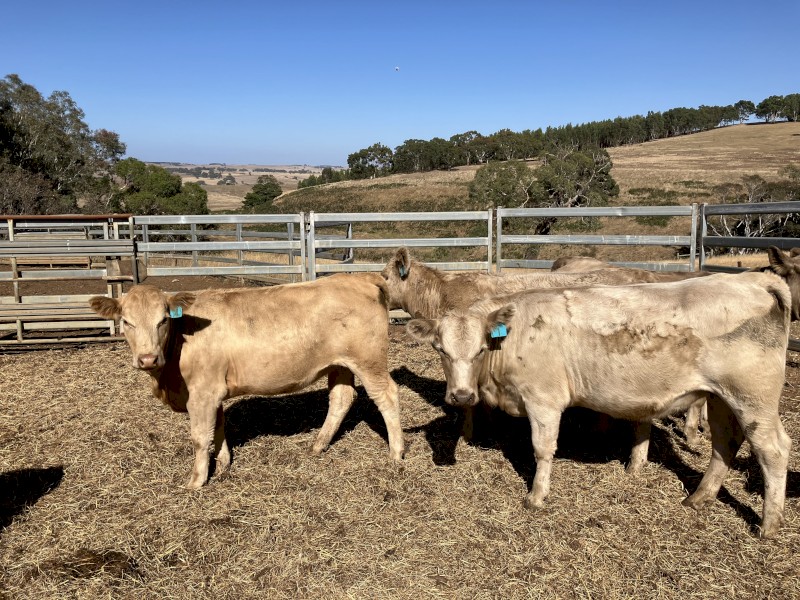 18 angus charolais cross heifers