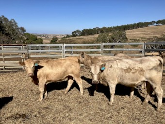 18 angus charolais cross heifers