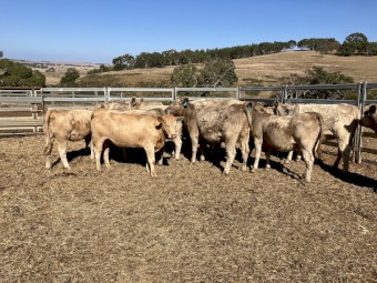 18 angus charolais cross heifers
