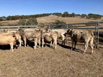 18 angus charolais cross heifers