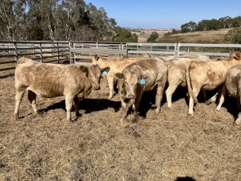 18 angus charolais cross heifers