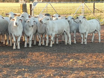 Australian White Rams