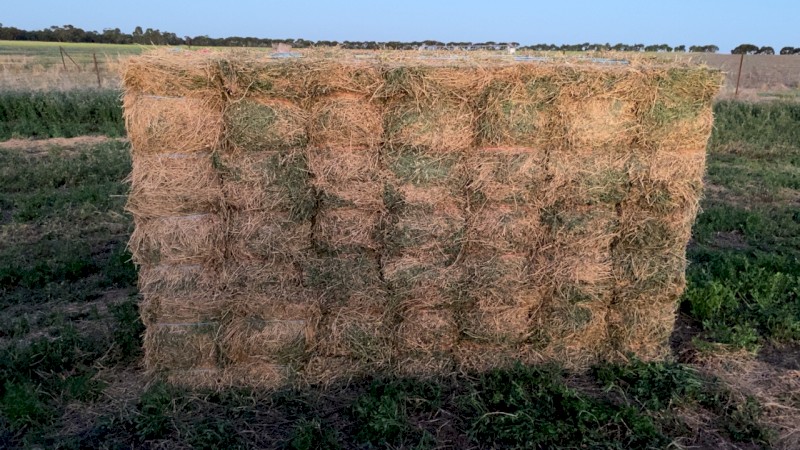 Lucerne Hay Small Squares