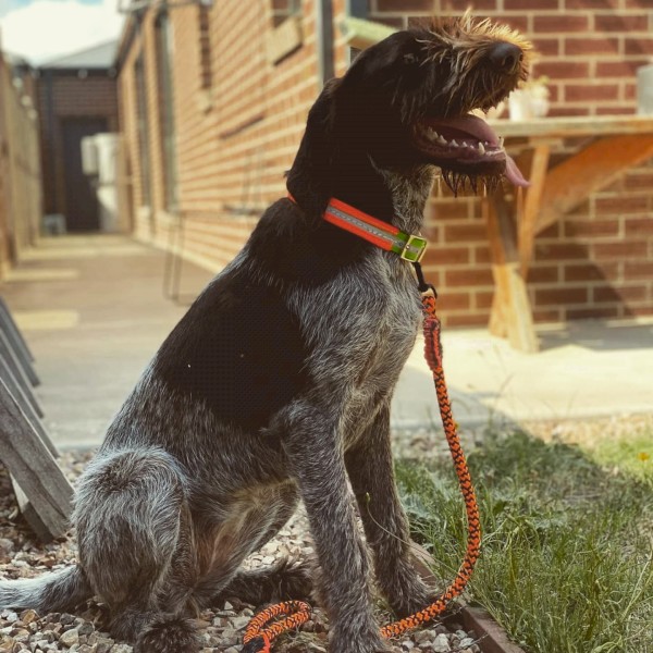Pointer for sale 