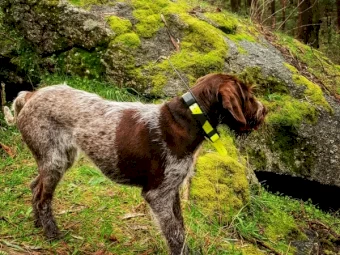 Pointer for sale 