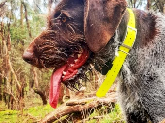 Pointer for sale 