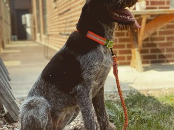 Pointer for sale 