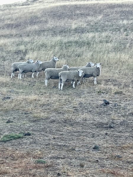 22 border Leicester Rams for sale