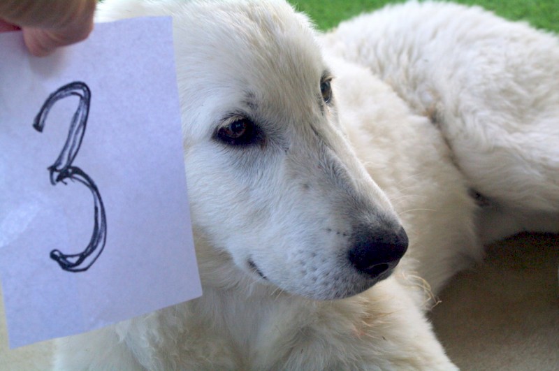 Maremma Pups