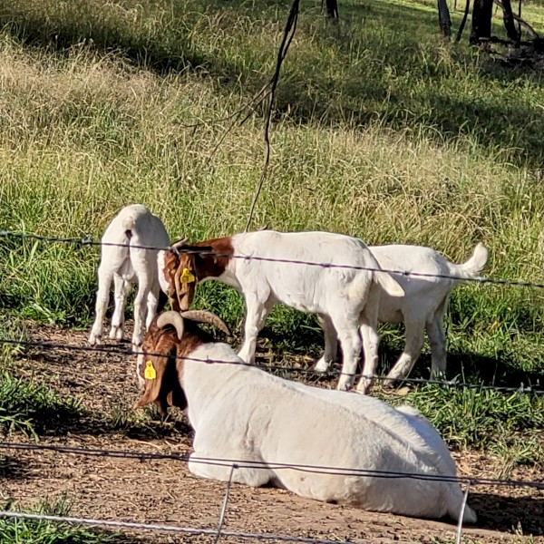 STUD AND COMMERCIAL QUALITY BOER GOATS