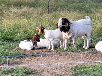 STUD AND COMMERCIAL QUALITY BOER GOATS