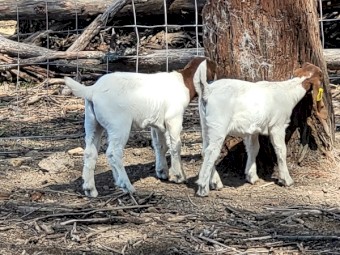 STUD AND COMMERCIAL QUALITY BOER GOATS