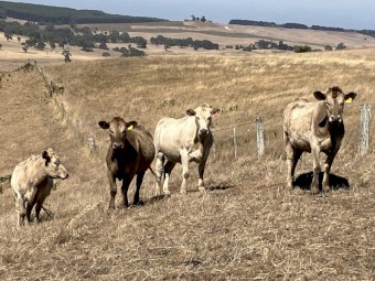 70 PTIC vendor bred heifers and cows