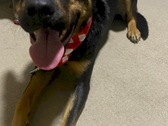 Loyal male Kelpie  looking for an active lifestyle 