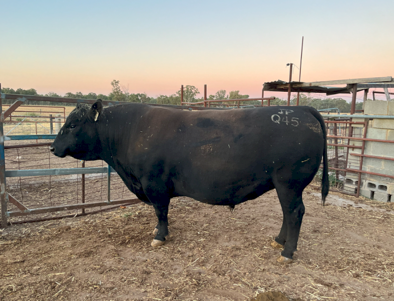 Stud Angus Bull - Jade Park Kruise Q45 (Millah Murrah Bloodlines)