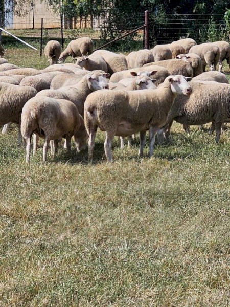 575 white Suffolk 3-3.5 years old, joined to white suffolk rams @ 164% 