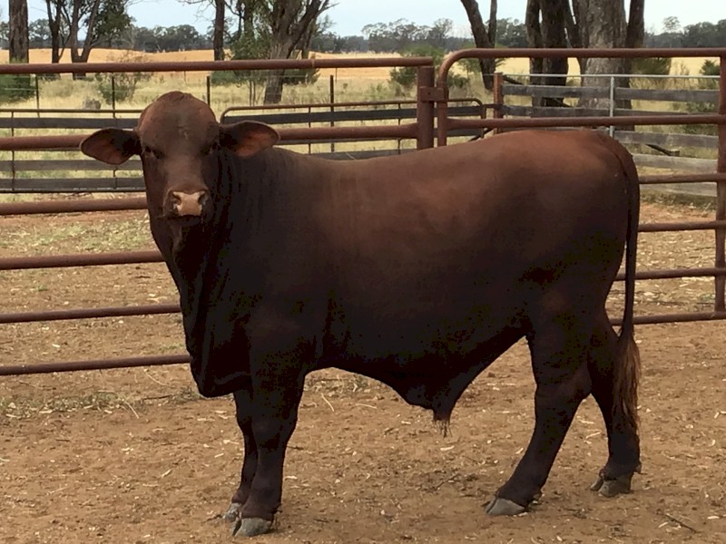 Santa Gertrudis Bulls Oct 2022 drop