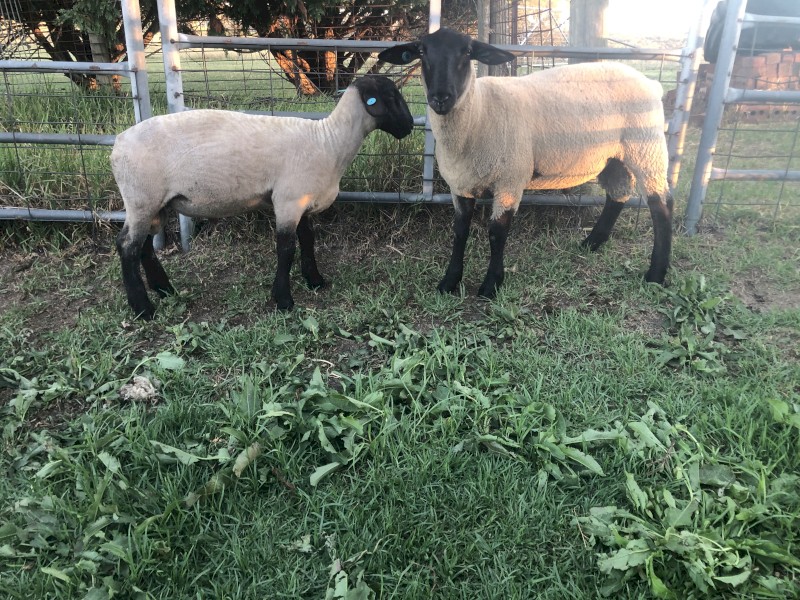 Suffolk rams 