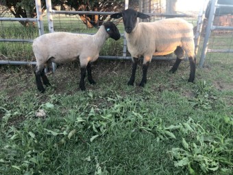 Suffolk rams 
