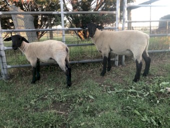 Suffolk rams 