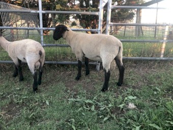 Suffolk rams 