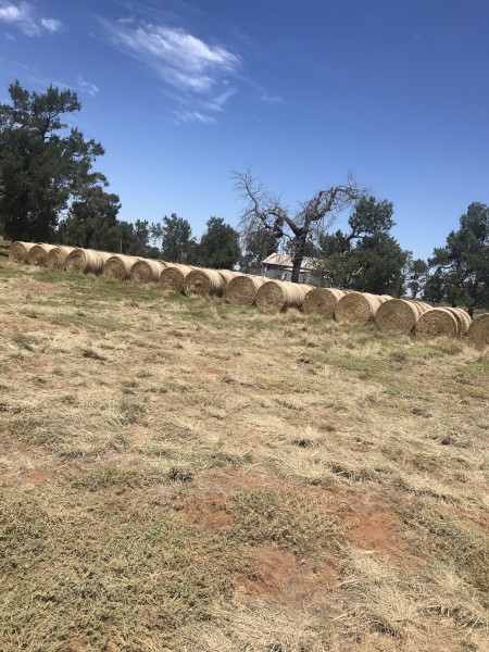 Lucerne Hay Round Bales