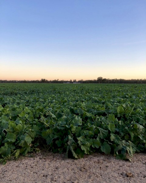 New season 2nd gen grazing canola