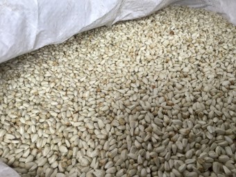 Safflower 