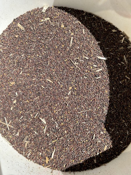 15mt Canola with low test weight