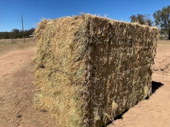 Prime 8*4*3 Lucerne Sold by the tonne minimum 25 tonne