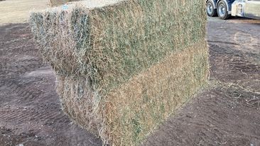 Quality Lucerne Hay 8*4*3