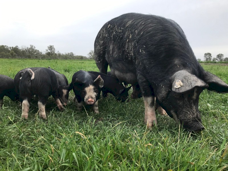 Pure Berkshire Pigs