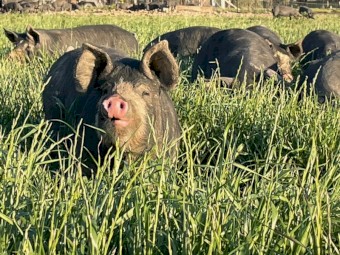 Pure Berkshire Pigs