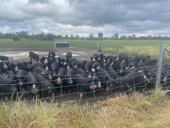 Pure Berkshire Pigs