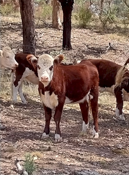 Poll Hereford Weaners