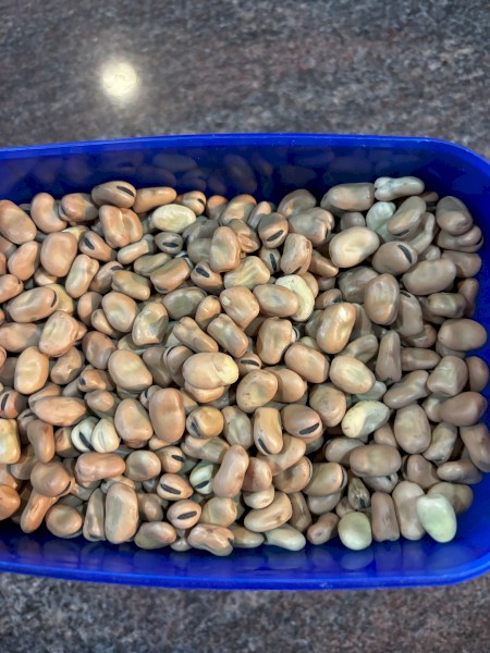 60mt Faba Beans