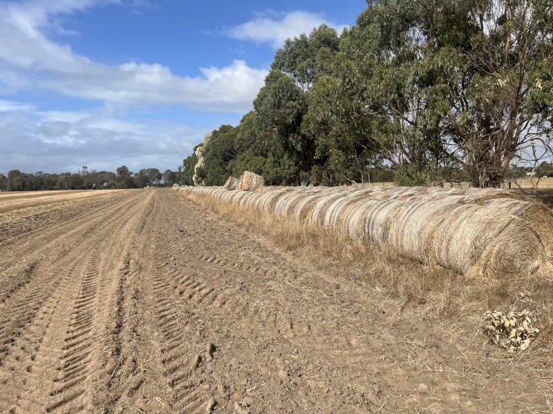 650 x Pasture Hay 5x4 Round Bales