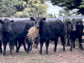 20 x Angus Heifers EU Accredited 