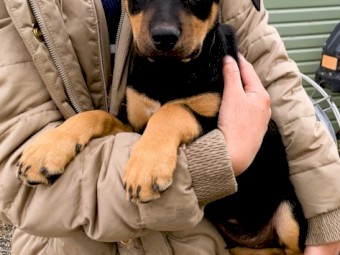KELPIE Pups - CAPREE Bloodlines