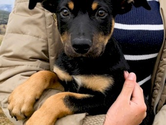 KELPIE Pups - CAPREE Bloodlines