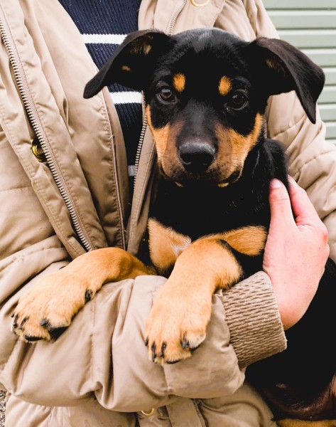 KELPIE Pups - CAPREE Bloodlines
