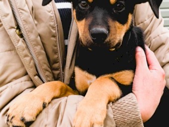 KELPIE Pups - CAPREE Bloodlines