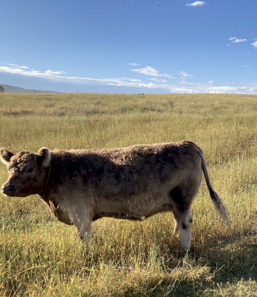 Galloway heifers