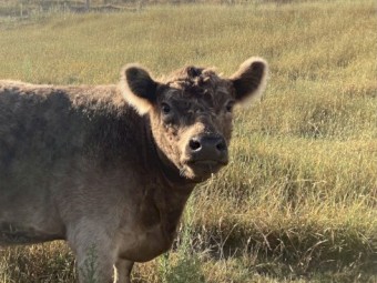 Galloway heifers