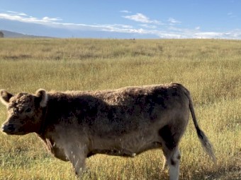 Galloway heifers