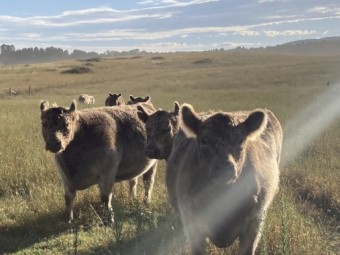 Galloway heifers