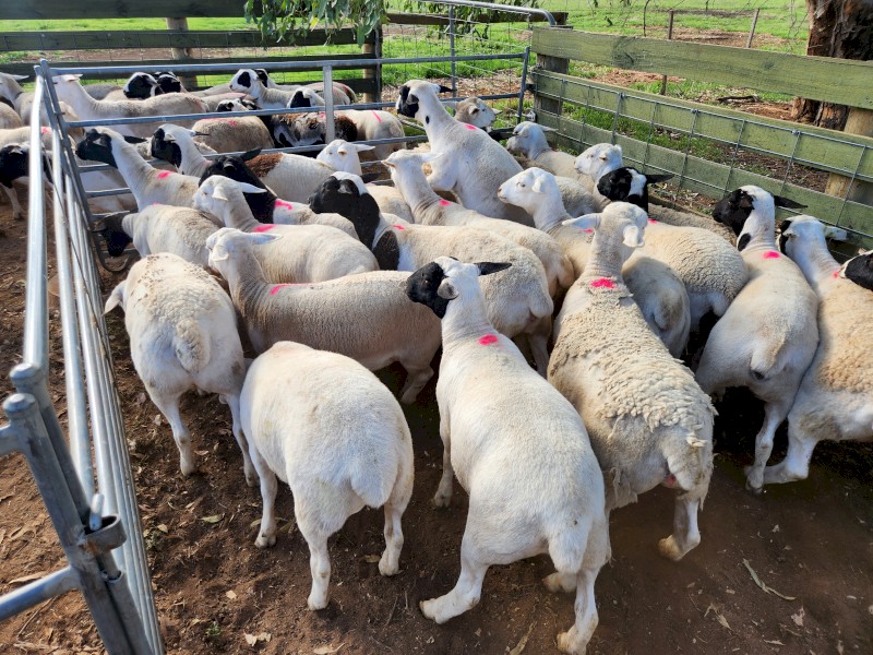 20 x Dorper Ewe Lambs *PRICE DROP*
