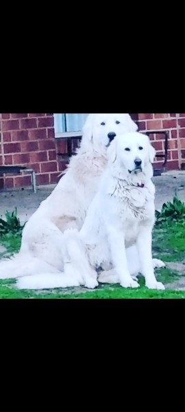 Pure bred Mareema puppies