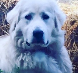 Pure bred Mareema puppies